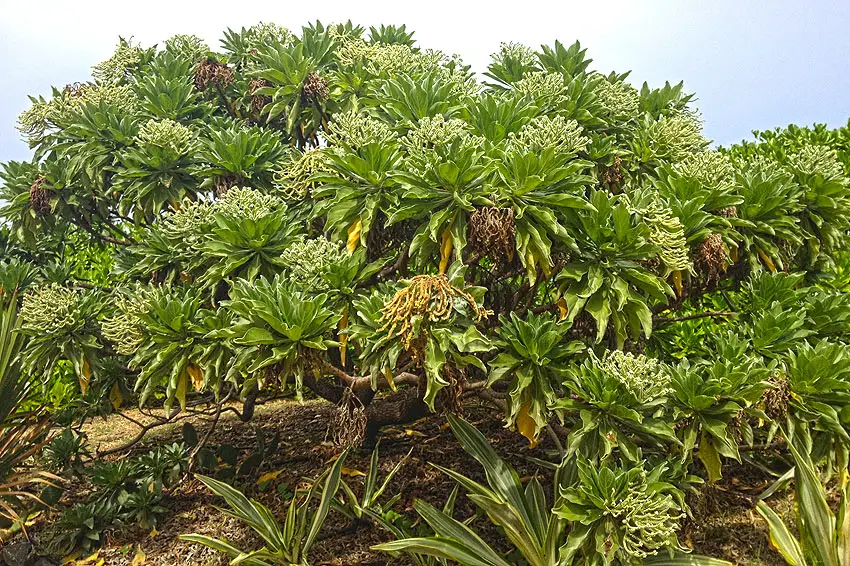 Le veloutier, flore de la Réunion